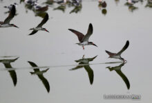 Peru is the Country with the Greatest Diversity of Birds in the World, its Authorities Announce