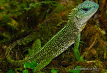 A New Lizard Species Discovered in Peru Named in Tribute to Iron Maiden Singer