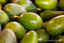 The Avocado Mafia’s Grip on Mexico’s Lucrative Industry