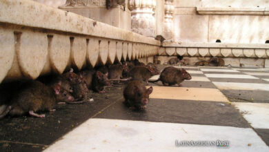 Latin American Cities Face Growing Rat Infestations