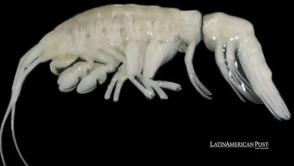 Chile’s Deep-Sea Discovery: A Predator in the Abyss Chile’s Deep-Sea Discovery: A Predator in the Abyss