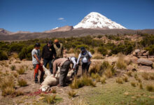 Bolivia’s Wilancha: Ancient Ritual, Sacred Llamas, Living Tradition