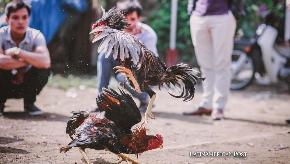 Blood, Feathers, and Pride: Latin America’s Cockfighting Culture Blood, Feathers, and Pride: Latin America’s Cockfighting Culture