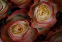 Las Rosas en Flor de Ecuador Cautivan a Compradores del Día de la Madre en Todo el Mundo