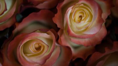 Las Rosas en Flor de Ecuador Cautivan a Compradores del Día de la Madre en Todo el Mundo