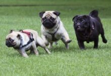 Argentineans Shower Dogs with Luxury While Birth Rate Dips