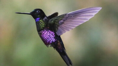 Colombian Hummingbirds Dance as Misty Monserrate Unveils a Vibrant Haven